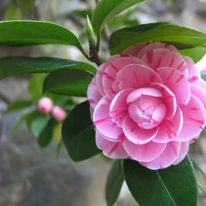 Té de camelia (Vegano)